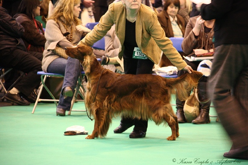 Crufts2011 468.jpg